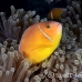 anemonefish_pink_et_beqa_h_0011_fij0343.jpg